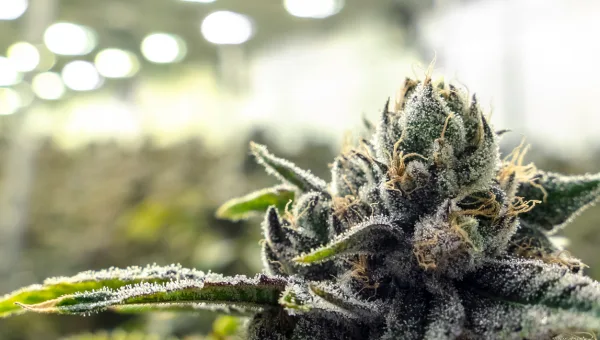 Cannabis Cultivation, Princeton